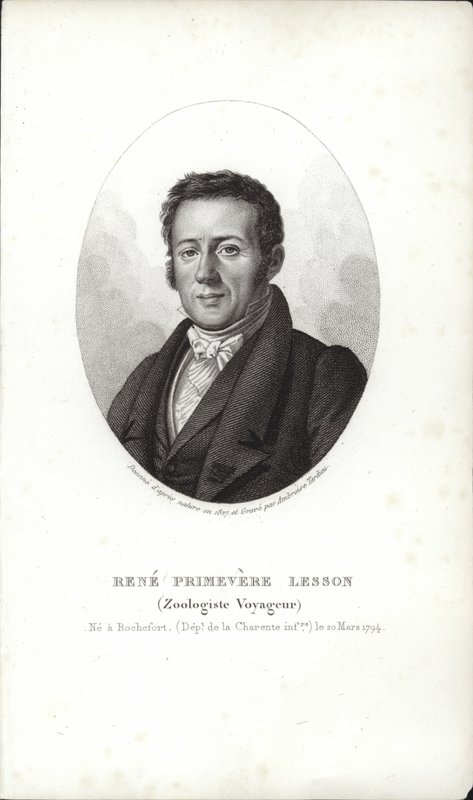 René Primevère oppitunti tekijältä French School