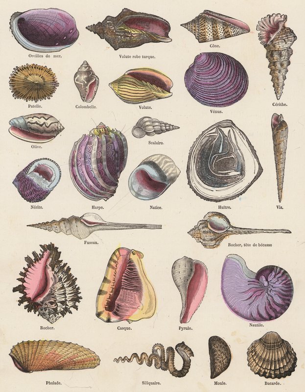 Seashells (värillinen kaiverrus) tekijältä French School