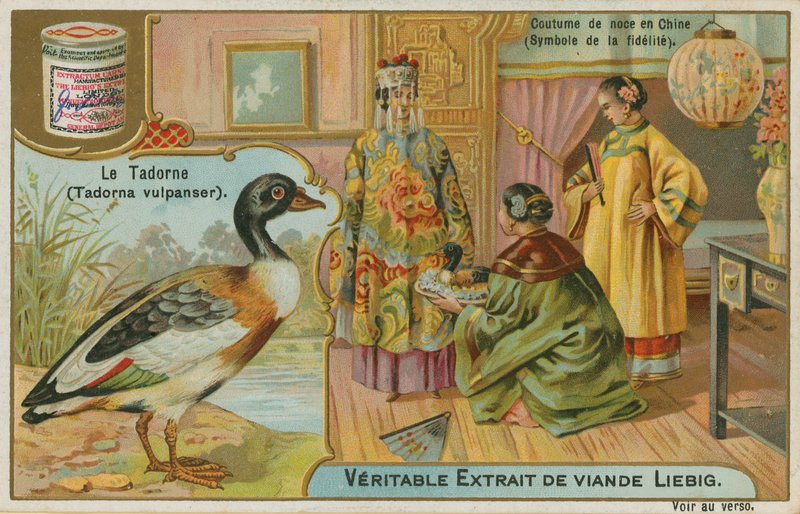 Shelduck; tarjotaan häälahjaksi Kiinassa, jossa sitä pidetään uskollisuuden symbolina tekijältä French School