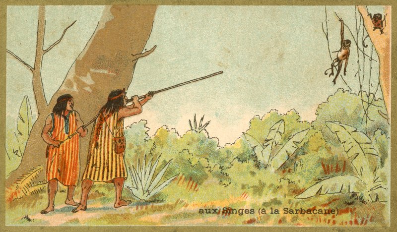 Etelä-Amerikan intiaanit metsästävät apinoita puhallusputkilla (chromolitho) tekijältä French School