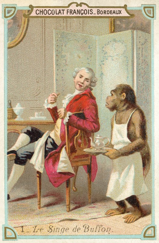 Comte de Buffonin apina, ranskalainen luonnontieteilijä (chromolitho) tekijältä French School