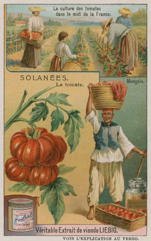 Tomaatti - Liebig Companyn kauppakortti, tekijältä French School