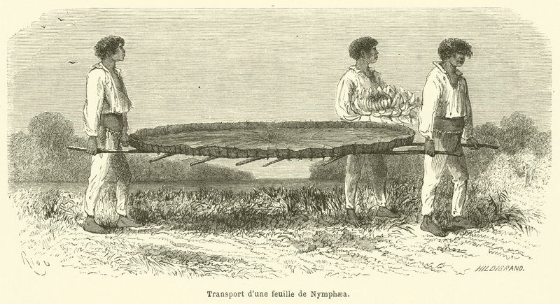 Nymphaea-lehden kuljetus (kaiverrus) tekijältä French School