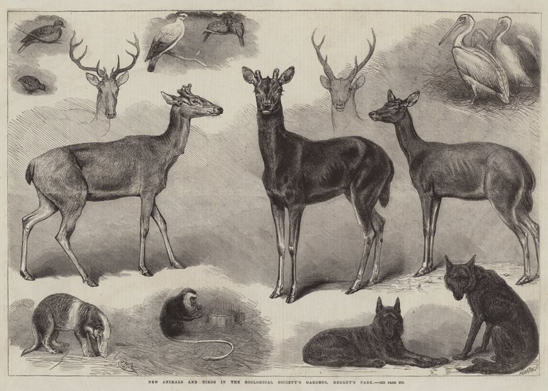 Uusia eläimiä ja lintuja Zoological Societyn puutarhoissa, Regent