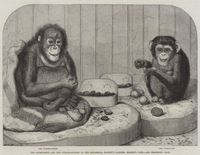 Simpanssi ja Ourang-Outang Zoological Societyn puutarhassa, Regent