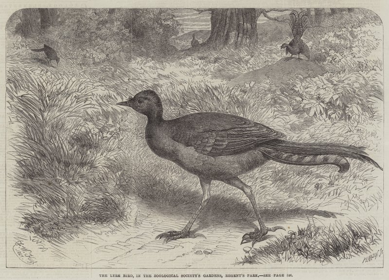Lyre Bird, Zoological Societyn puutarhoissa, Regent