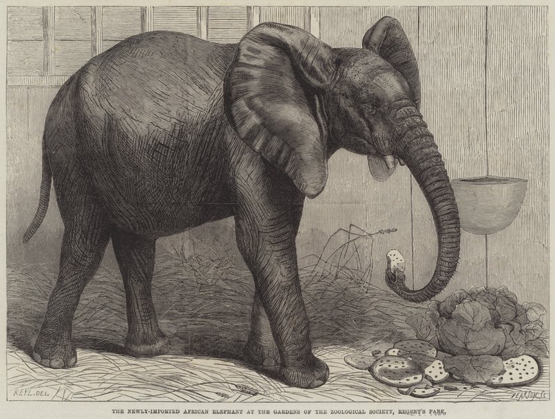 Äskettäin maahantuotu afrikkalainen norsu Zoological Societyn puutarhassa, Regent