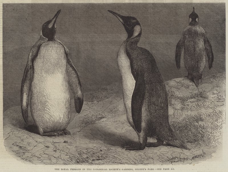 Kuninkaallinen pingviini Zoological Societyn puutarhoissa, Regent