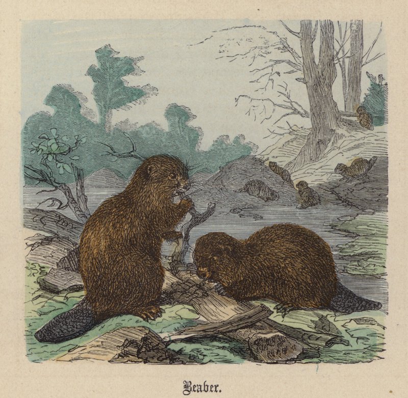 Majava (värinen kaiverrus) tekijältä Friedrich Specht