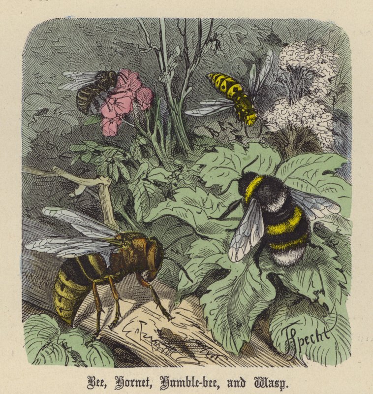 Mehiläinen, Hornet, Humble-bee ja Wasp (värillinen kaiverrus) tekijältä Friedrich Specht