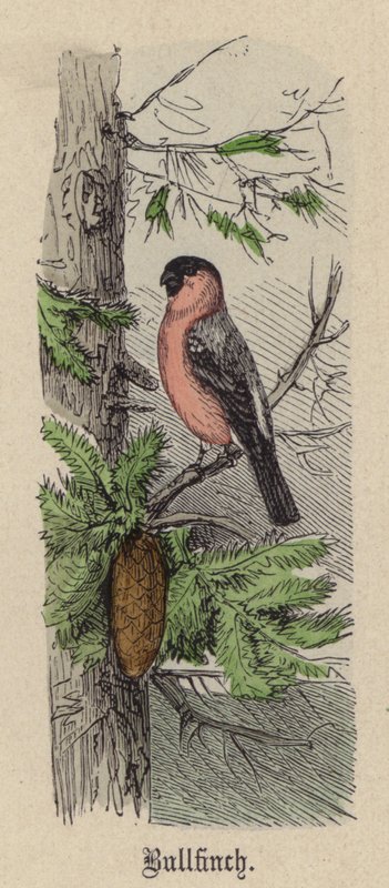 Bullfinch (värillinen kaiverrus) tekijältä Friedrich Specht