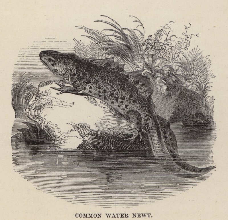 Common Water Newt (kaiverrus) tekijältä Friedrich Specht