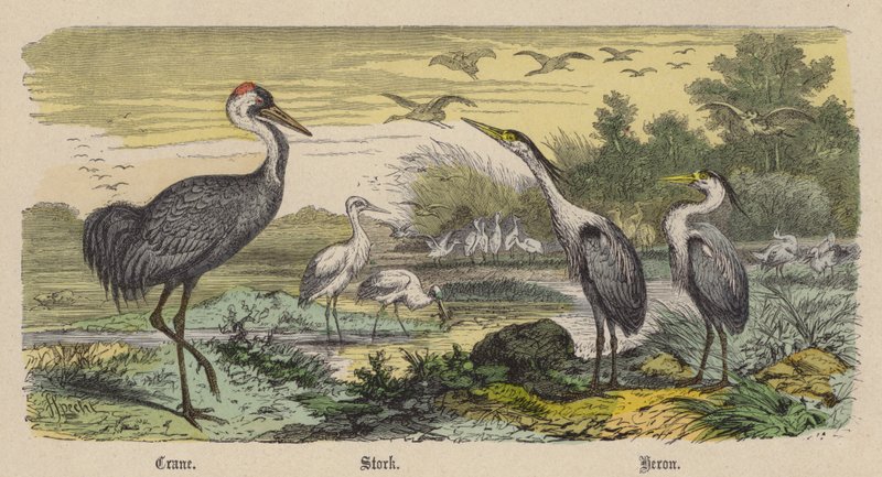 Crane, Stork, Heron (värillinen kaiverrus) tekijältä Friedrich Specht