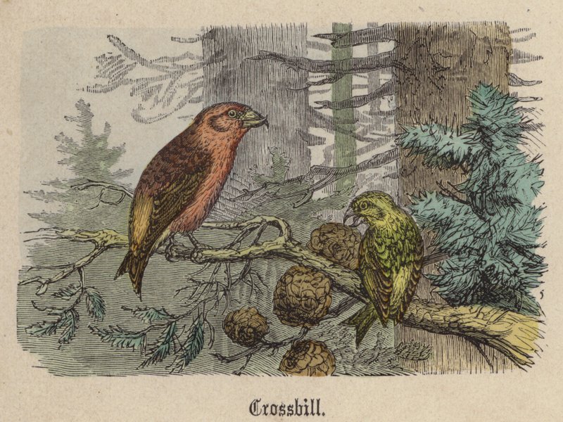 Crossbill (värillinen kaiverrus) tekijältä Friedrich Specht