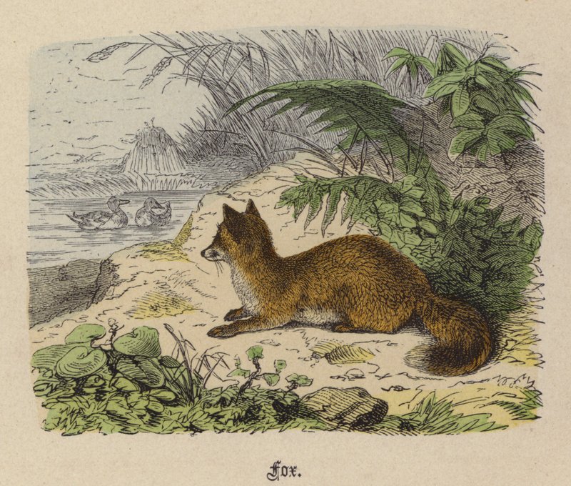 Fox (värillinen kaiverrus) tekijältä Friedrich Specht