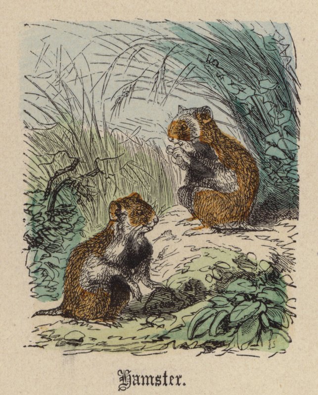 Hamsteri (värillinen kaiverrus) tekijältä Friedrich Specht