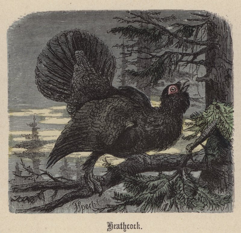 Heathcock (värillinen kaiverrus) tekijältä Friedrich Specht