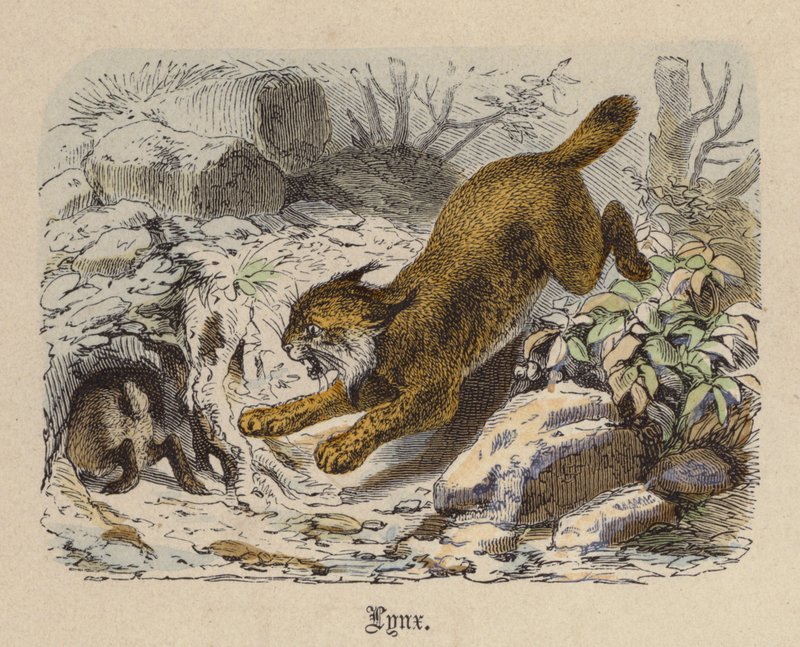 Lynx (värillinen kaiverrus) tekijältä Friedrich Specht