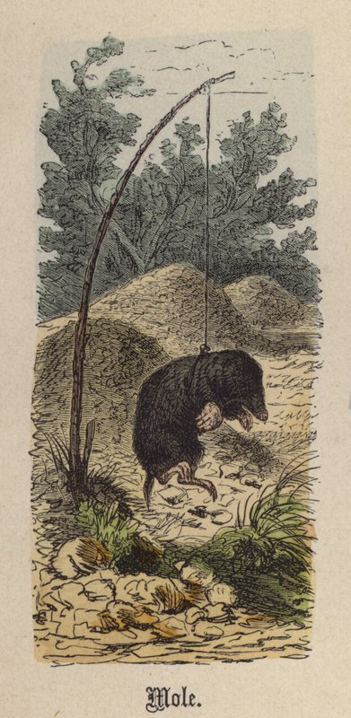 Mole (värillinen kaiverrus) tekijältä Friedrich Specht