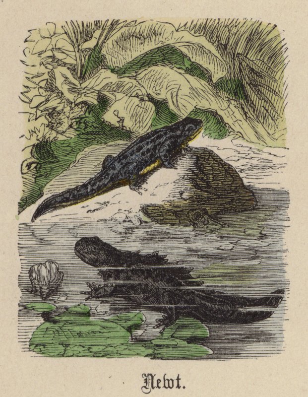Newt (värillinen kaiverrus) tekijältä Friedrich Specht
