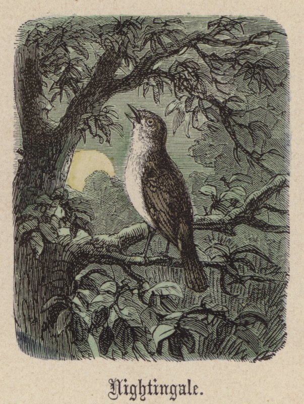 Nightingale (värillinen kaiverrus) tekijältä Friedrich Specht