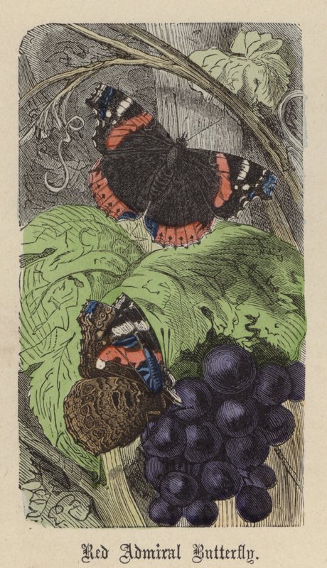 Red Admiral Butterfly (värillinen kaiverrus) tekijältä Friedrich Specht