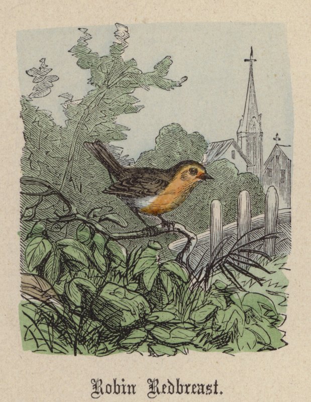 Robin Redbreast (värillinen kaiverrus) tekijältä Friedrich Specht