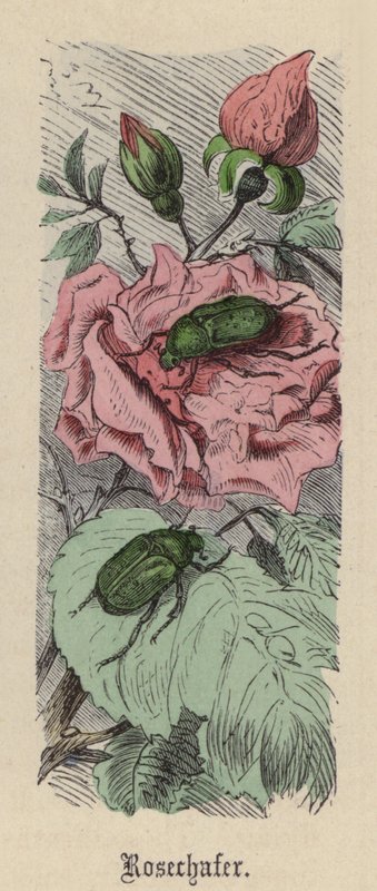 Rosechafer (värillinen kaiverrus) tekijältä Friedrich Specht