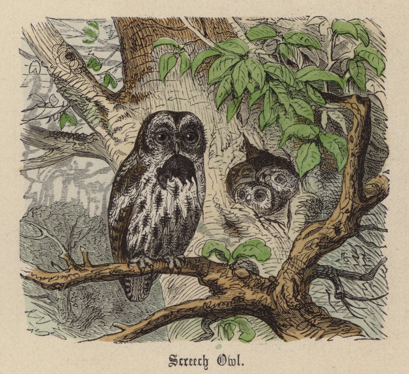 Screech Owl (värillinen kaiverrus) tekijältä Friedrich Specht