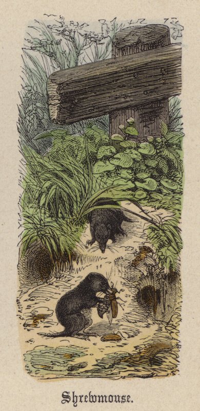 Shrewmouse (värillinen kaiverrus) tekijältä Friedrich Specht