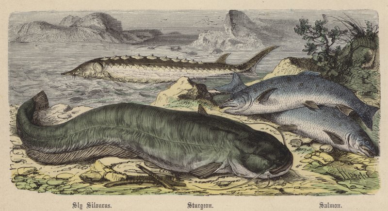 Sly Silourus, Sturgeon, Salmon (värikaiverrus) tekijältä Friedrich Specht