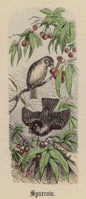 Sparrow (värillinen kaiverrus) tekijältä Friedrich Specht