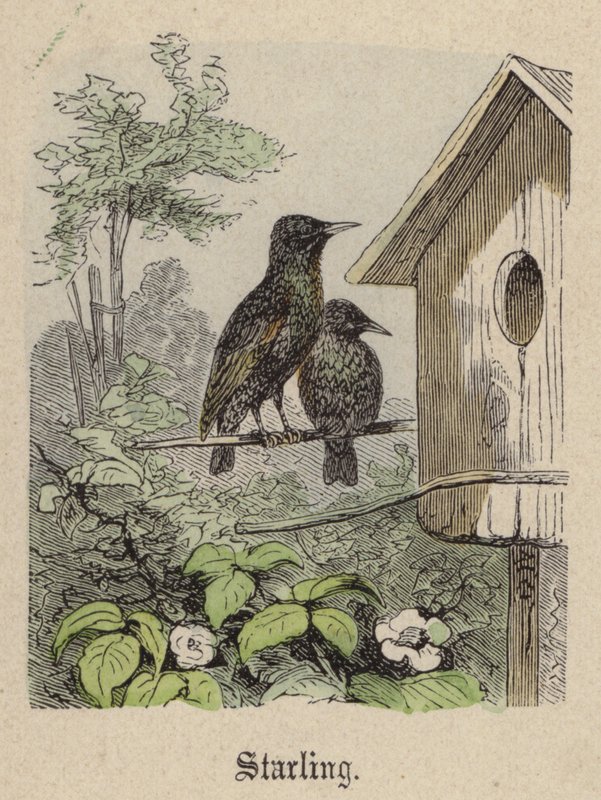 Starling (värillinen kaiverrus) tekijältä Friedrich Specht