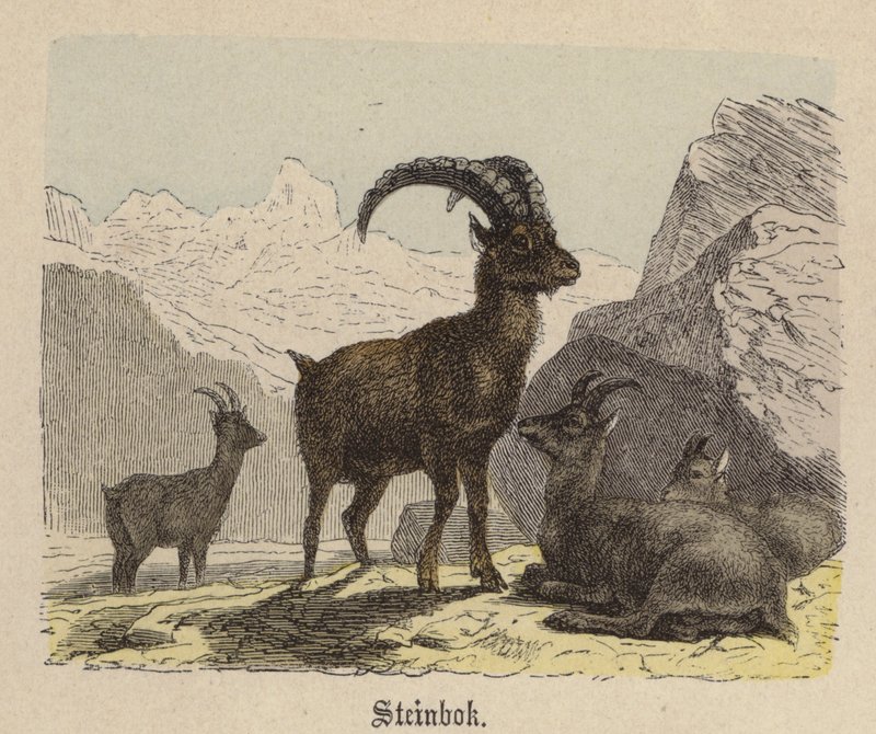 Steinbok (värillinen kaiverrus) tekijältä Friedrich Specht