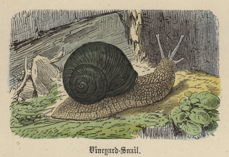 Vineyard-Snail (värillinen kaiverrus) tekijältä Friedrich Specht