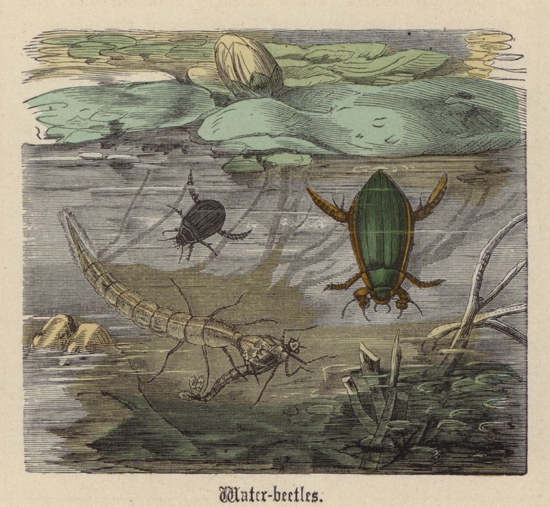 Vesikuoriaiset (värillinen kaiverrus) tekijältä Friedrich Specht
