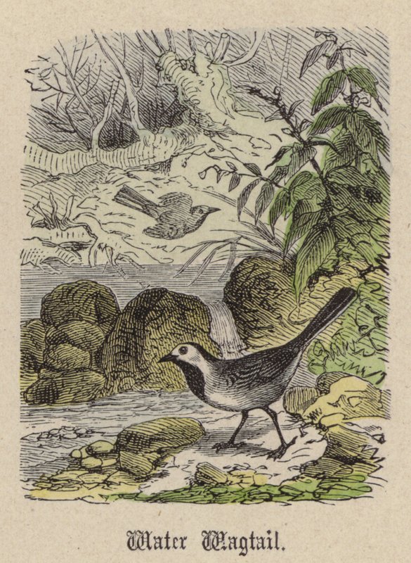 Water Wagtail (värillinen kaiverrus) tekijältä Friedrich Specht