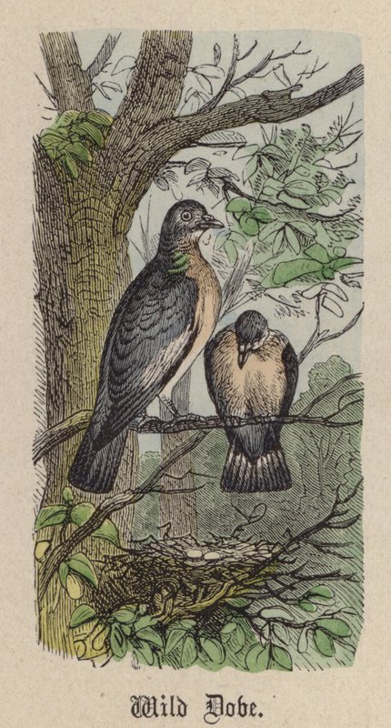 Wild Dove (värillinen kaiverrus) tekijältä Friedrich Specht
