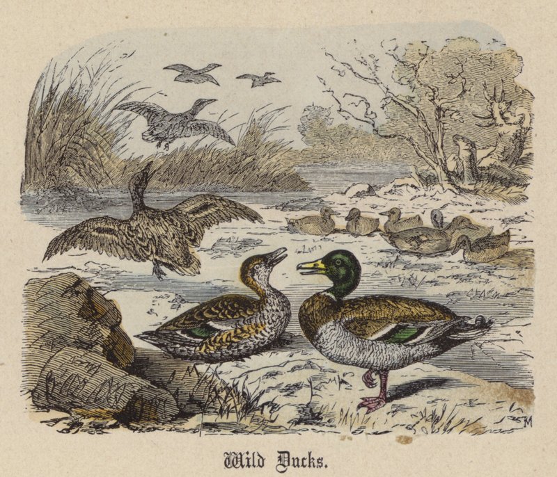 Wild Ducks (värillinen kaiverrus) tekijältä Friedrich Specht