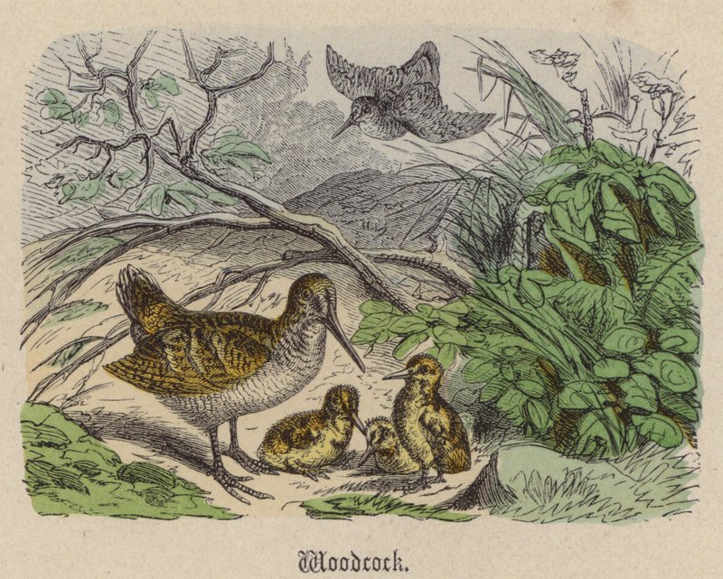 Woodcock (värillinen kaiverrus) tekijältä Friedrich Specht