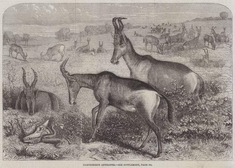 Hartebeest-antilooppi tekijältä Friedrich Wilhelm Keyl
