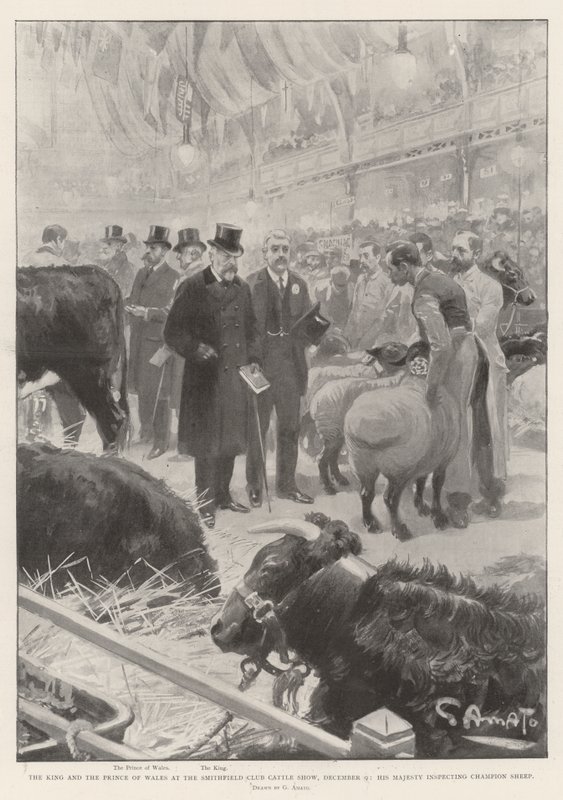 Walesin kuningas ja prinssi Smithfield Clubin karjanäyttelyssä 9. joulukuuta, Hänen Majesteettinsa tarkastamassa Champion Sheep tekijältä G.S. Amato