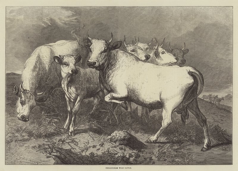 Chillingham Wild Cattle tekijältä George Bouverie Goddard
