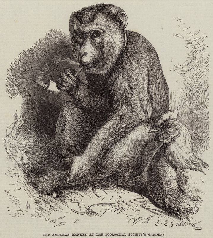 Andamaaniapina Zoological Societyn puutarhoissa tekijältä George Bouverie Goddard