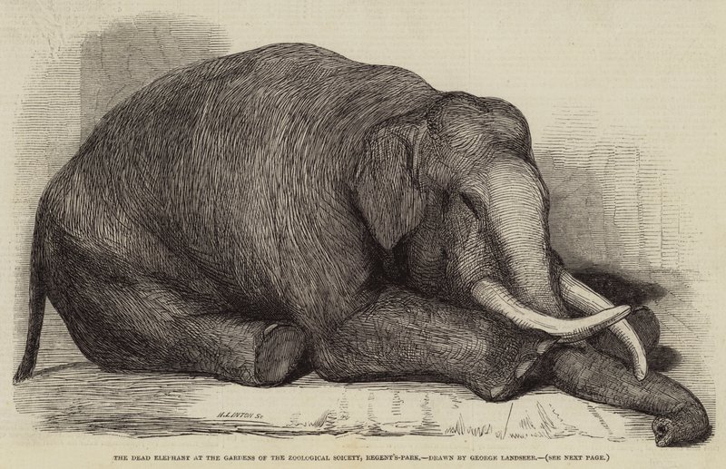Kuollut norsu Zoological Societyn puutarhassa, Regent