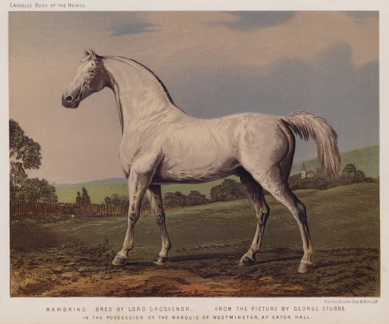 Nambrino, kasvattaja Lord Grosvenor, Westminsterin markiisin hallussa, Eaton Hallissa (väri litho) tekijältä George (after) Stubbs