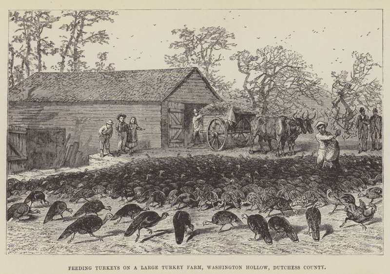 Kalkkunoiden ruokinta suurella kalkkunatilalla, Washington Hollow, Dutchess County tekijältä George Augustus Sala