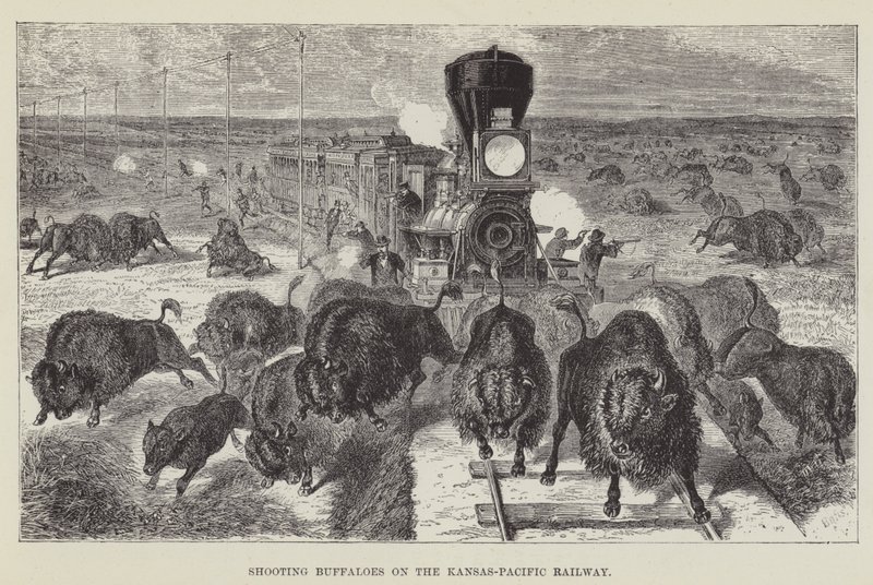 Buffaloes ammunta Kansas-Pacific Railwaylla tekijältä George Augustus Sala