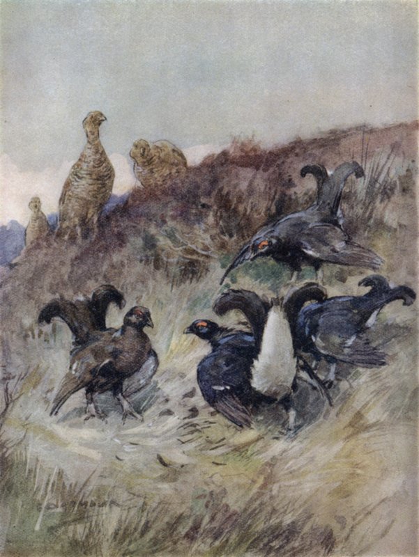 Kuvitus kirjaan The Story of a Red Deer (väri litho) tekijältä George Denholm Armour