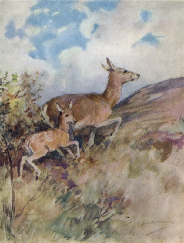 Kuvitus kirjaan The Story of a Red Deer (väri litho) tekijältä George Denholm Armour